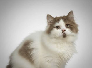 Brit hosszú szőrű kis kandúr