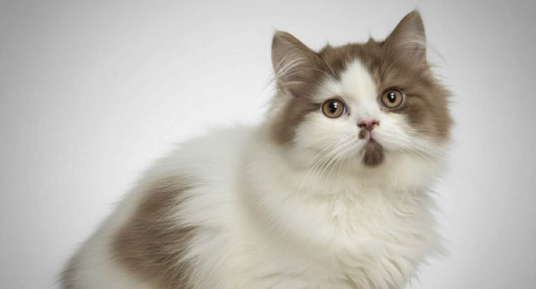 Brit hosszú szőrű kis kandúr