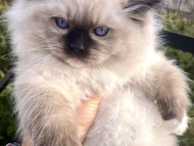 Orion – Ragdoll kandúr – Seal Point