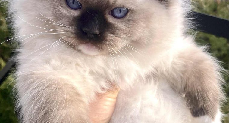 Orion – Ragdoll kandúr – Seal Point