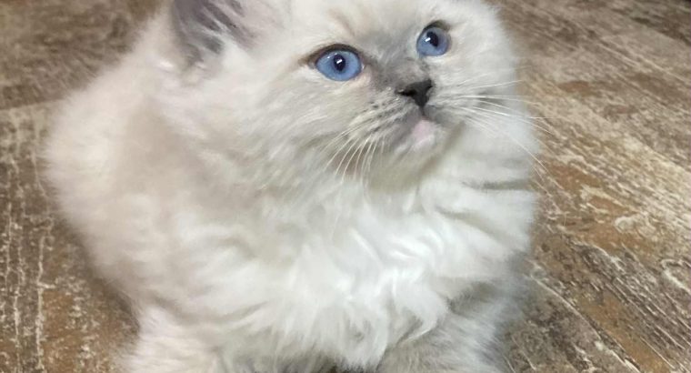 Oleg – Ragdoll kandúr – Seal point