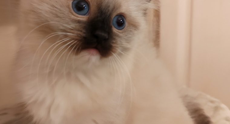 Seal Point Mitted kandúrka