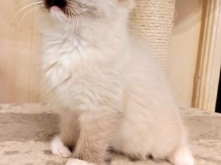 Seal Point Mitted kandúrka