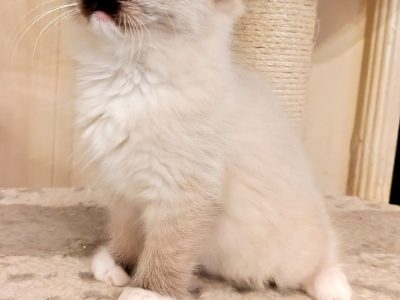 Seal Point Mitted kandúrka