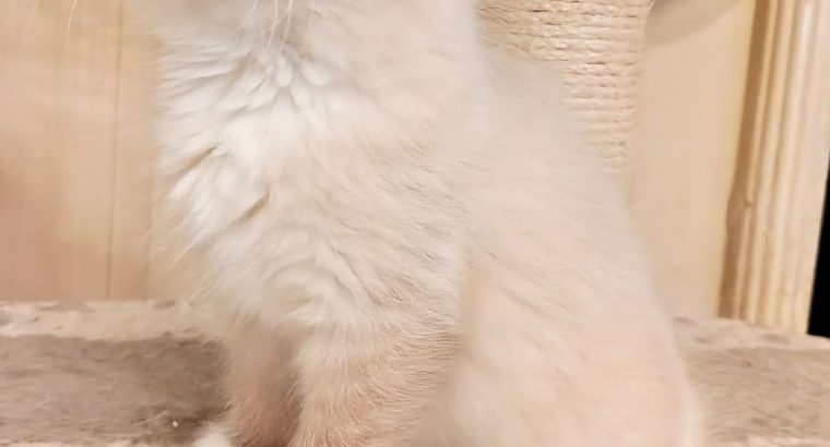 Seal Point Mitted kandúrka