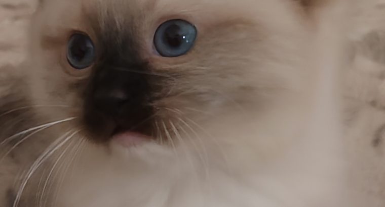 Seal Point Mitted kandúrka