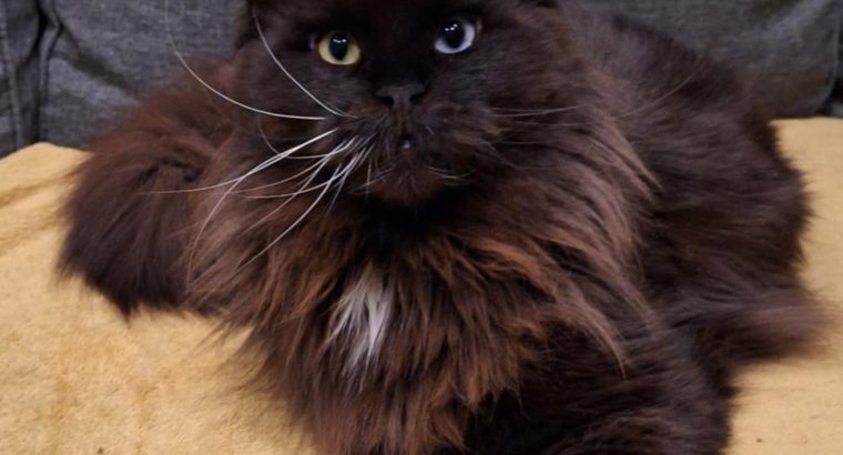 Felicity felemás szemű bújós lány