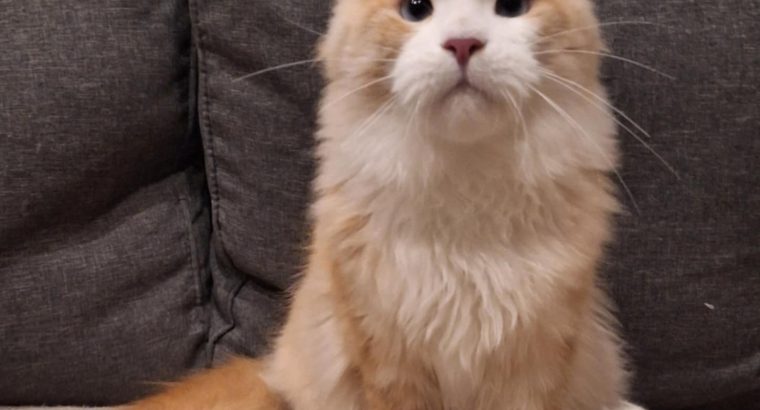 Quinton kék szemű fiúcska