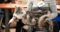 Maine Coon Best in Show nőstény