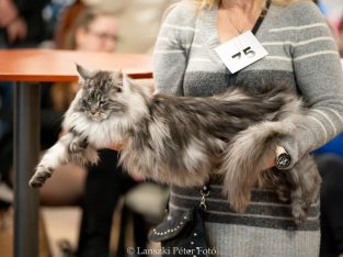 Maine Coon Best in Show nőstény