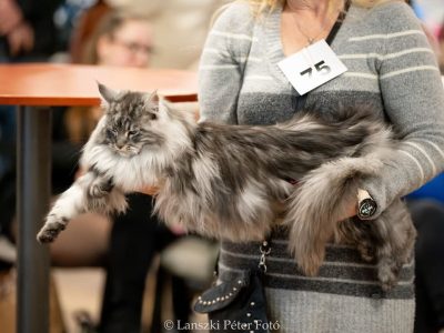 Maine Coon Best in Show nőstény