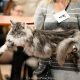 Maine Coon Best in Show nőstény