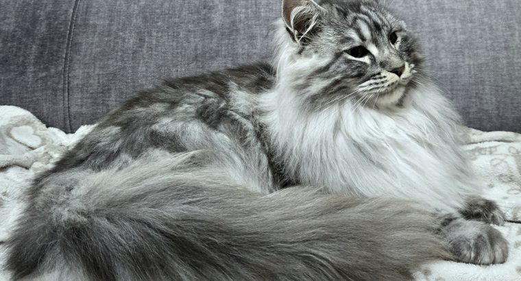 Maine Coon Best in Show nőstény