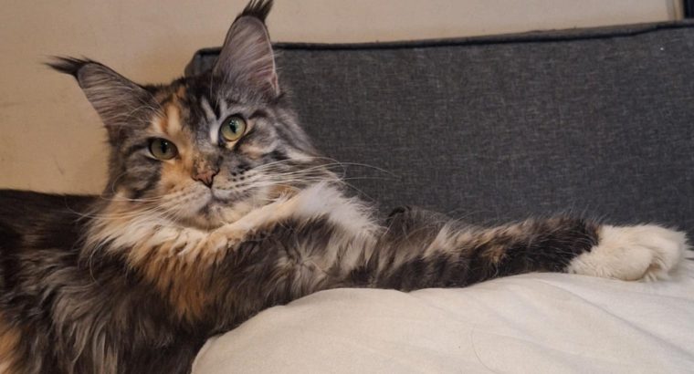 Eloise a masszőr lány