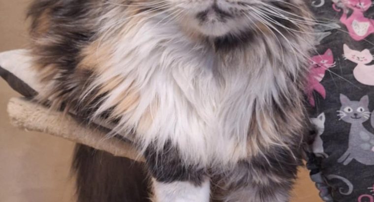 Eloise a masszőr lány