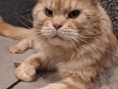 Asterix – bajnok kandúr