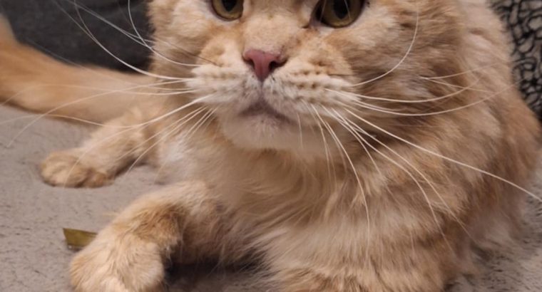 Asterix – bajnok kandúr