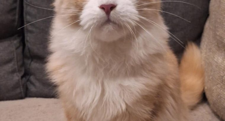 Quinton kék szemű fiúcska