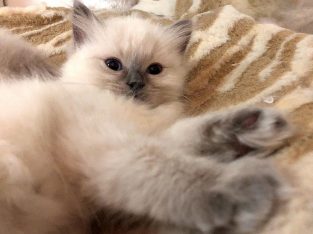 Blue colorpoint kislány