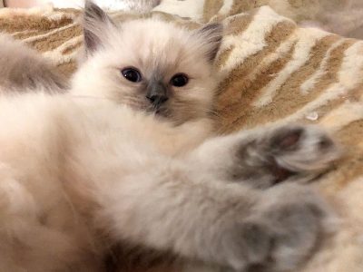 Blue colorpoint kislány