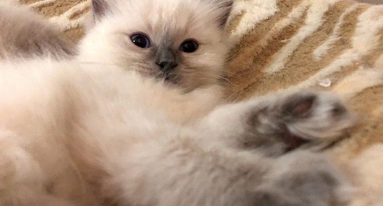 Blue colorpoint kislány