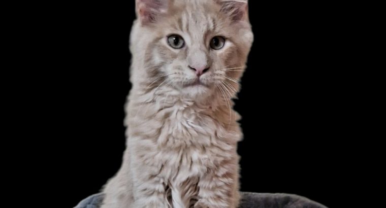 Royal Enigma Coons Aldor