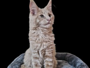 Royal Enigma Coons Aldor