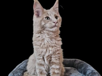 Royal Enigma Coons Aldor