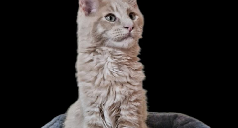 Royal Enigma Coons Aldor