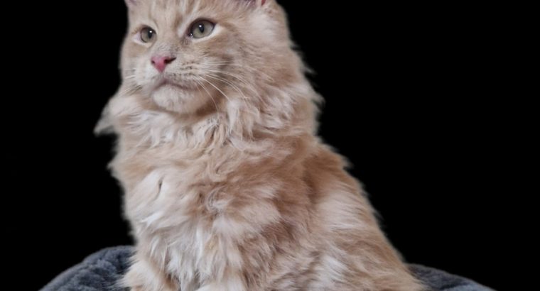 Royal Enigma Coons Avalon