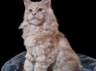 Royal Enigma Coons Avalon