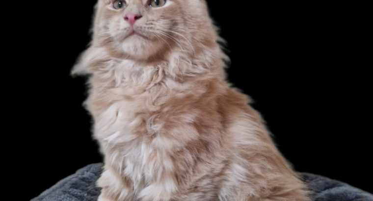 Royal Enigma Coons Avalon