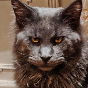 Profilkép kiválasztása