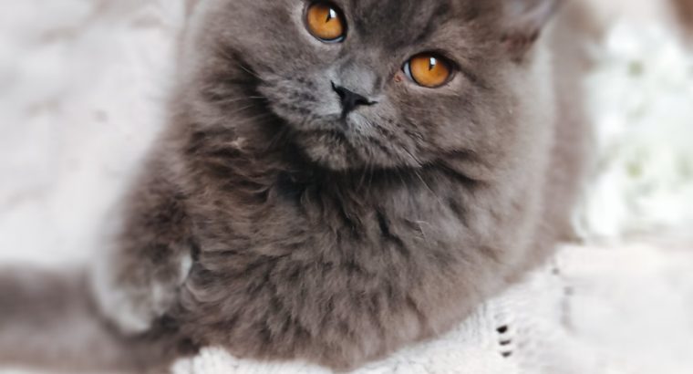 Doromboló társ igényes gazdiknak