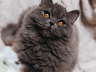 Doromboló társ igényes gazdiknak