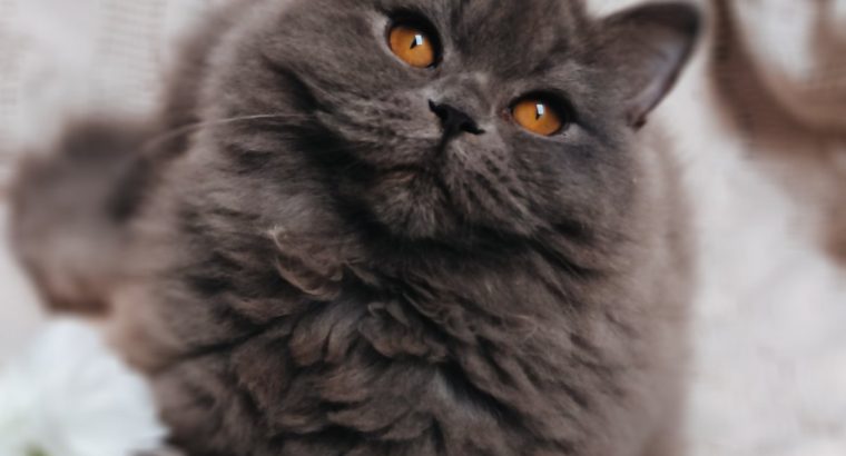 Doromboló társ igényes gazdiknak