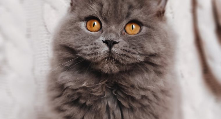 Doromboló társ igényes gazdiknak