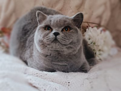 Elegáns és barátságos hercegnő