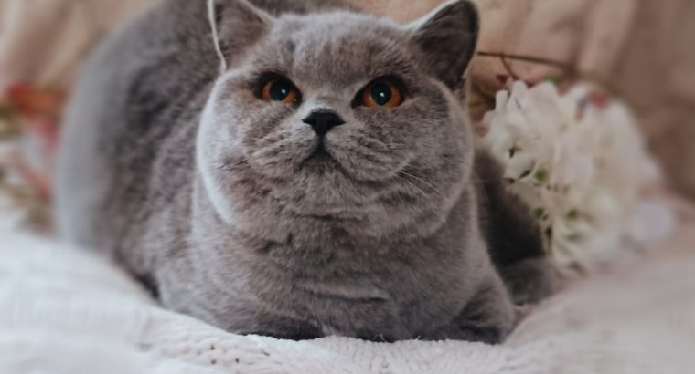 Elegáns és barátságos hercegnő