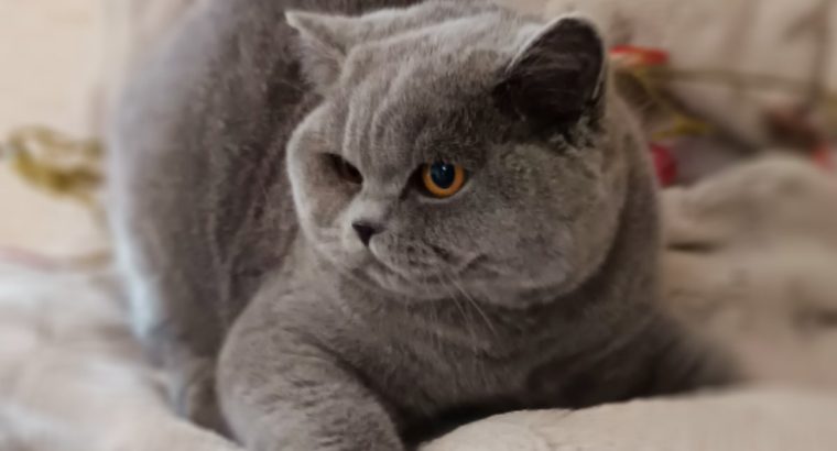 Elegáns és barátságos hercegnő