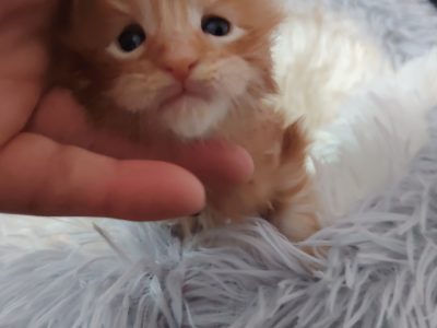 1 hónapos kisfiú foglalható