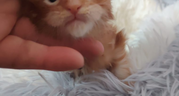 1 hónapos kisfiú foglalható