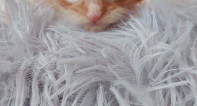 1 hónapos kisfiú foglalható