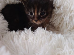 1 hónapos kislány foglalható