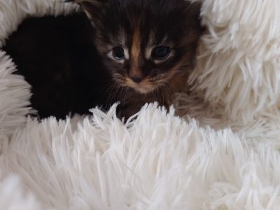 1 hónapos kislány foglalható