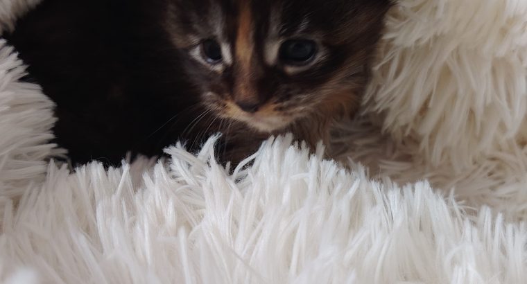 1 hónapos kislány foglalható