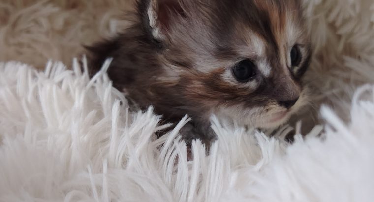 1 hónapos kislány foglalható