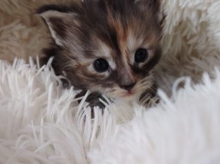 1 hónapos kislány foglalható