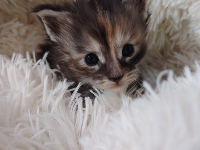 1 hónapos kislány foglalható