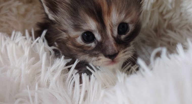 1 hónapos kislány foglalható